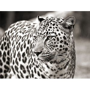 Portrait of leopard, South...