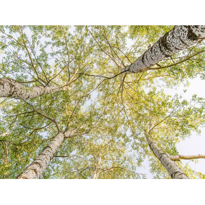 Birch woods in spring