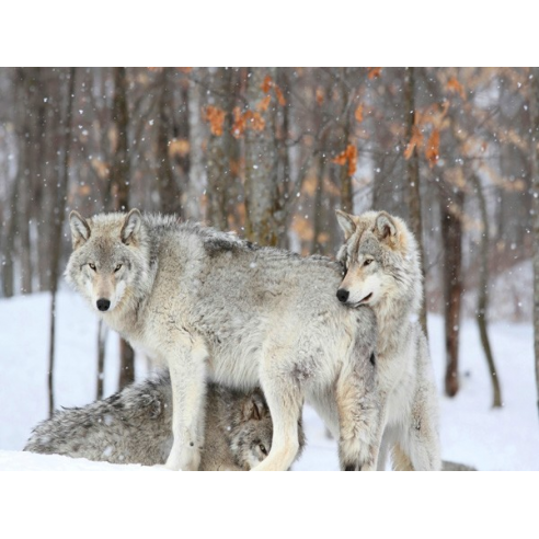 Grey wolves huddle together during a...