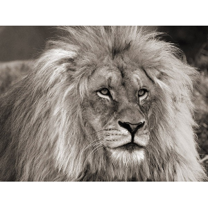 King of Africa
