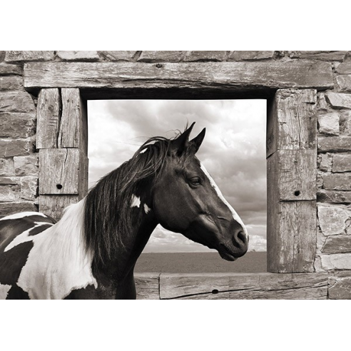 Painted Horse (BW)