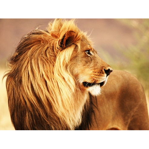 Male lion, Namibia