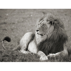 Male lion, Serengeti...