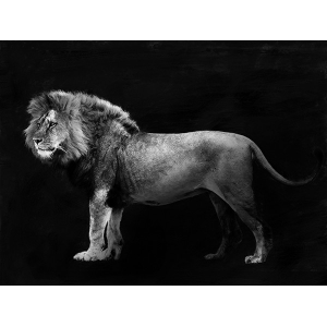 Panthera Leo