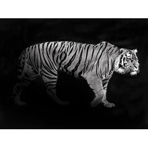 Panthera Tigris