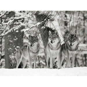 Wolves in the snow, Germany...