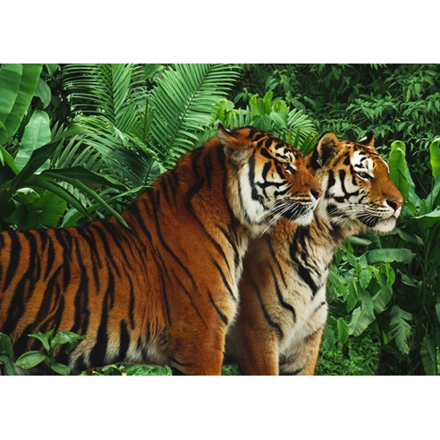 Two Bengal Tigers