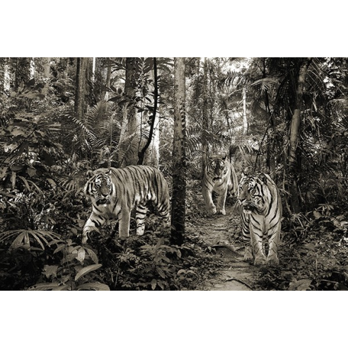 Bengal Tigers (BW)