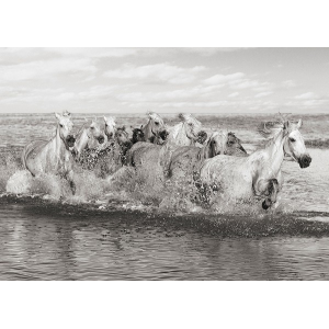 Herd of Horses, Camargue
