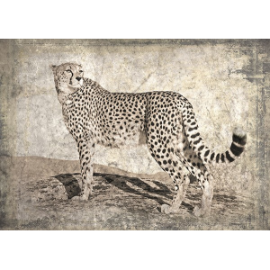 Memories of Africa II