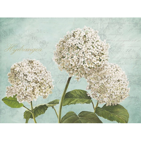 Hydrangeas I (Aqua)