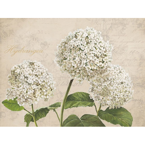 Hydrangeas I (Neutre)