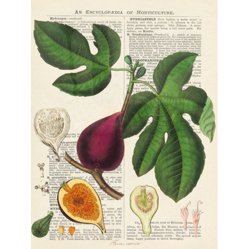Fruits de saison, Figues