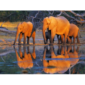 African elephants,...