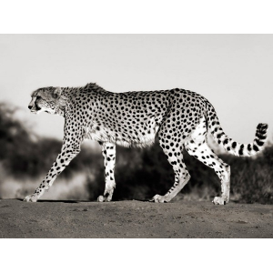 Cheetah, Namibia, Africa