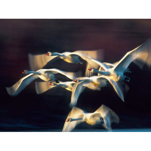 Mute swan, Munich, Germany