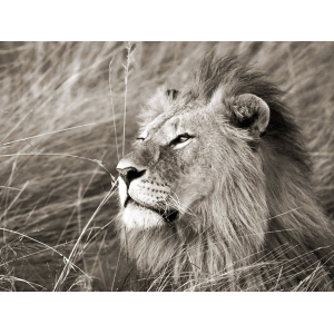 African lion, Masai Mara,...