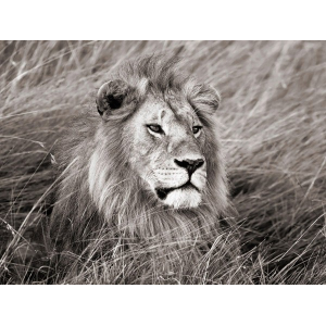 African lion, Masai Mara,...