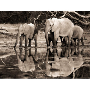 African elephants,...