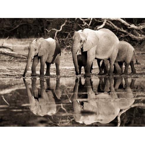 African elephants, Okavango, Botswana