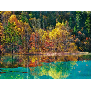 Forest in autumn colours,...