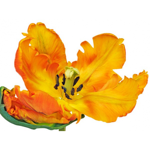 Parrot tulip close-up