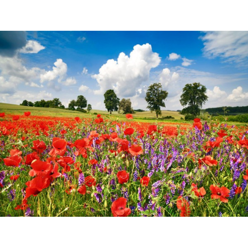 Poppies and vicias in meadow,...