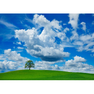 Oak and clouds, Bavaria,...