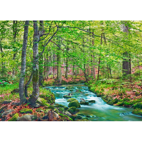 Forest brook through beech forest, Bavaria, Germany