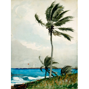 Palm Tree, Nassau