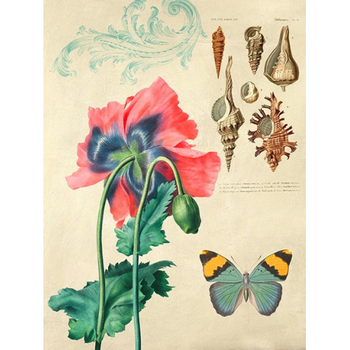 Cabinet of Curiosities n. 3