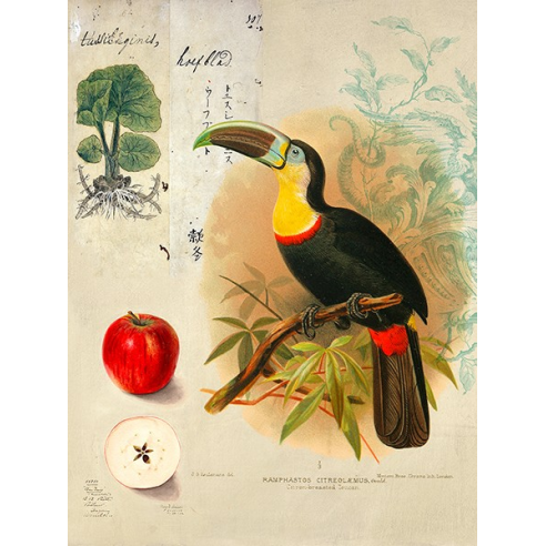 Cabinet of Curiosities n. 4