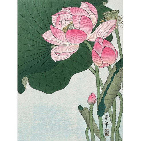Blooming lotus flowers