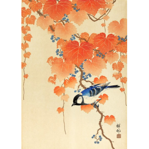 Great tit on paulownia branch