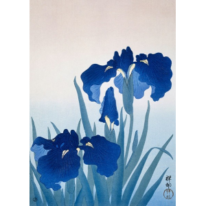 Iris flowers