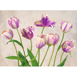 Tulipes