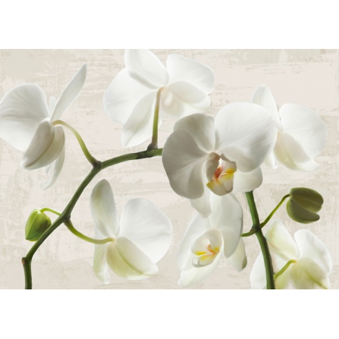 Ivory Orchids
