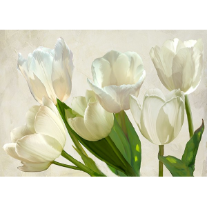 White Tulips