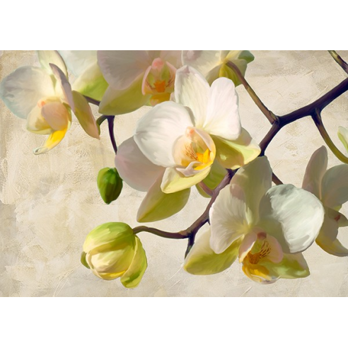 Orchid in the sun