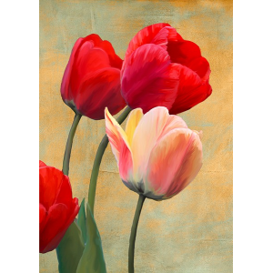 Ruby Tulips
