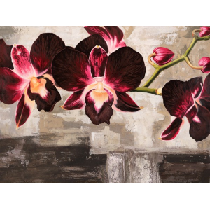 Velvet Orchids