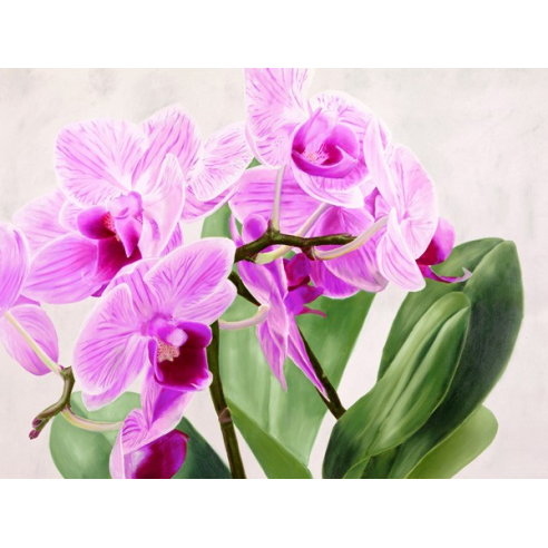 Orchidee selvagge