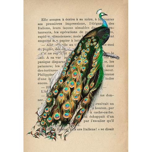 Indian peafowl, After D'Orbigny
