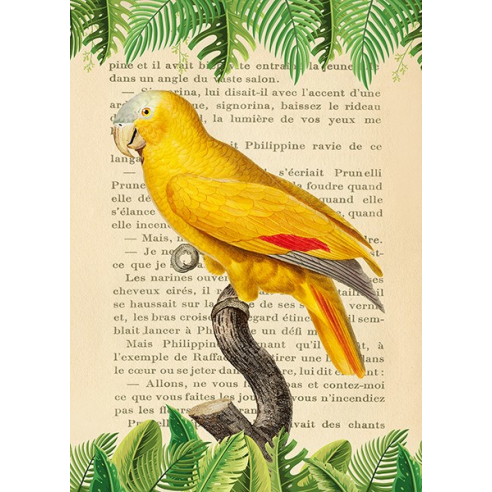 The Blue-Fronted Parrot, After...