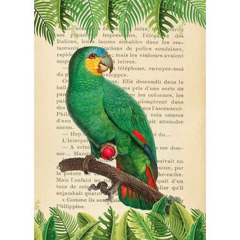 The Orange-Winged Amazon, After...