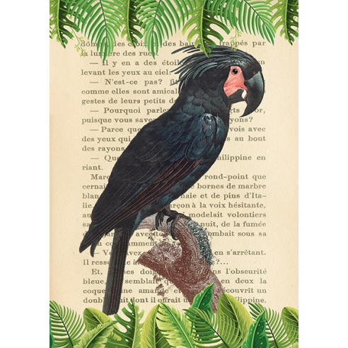 The Palm Cockatoo, After Levaillant