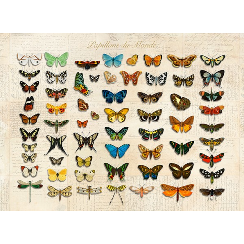 Papillons du Monde, After D'Orbigny