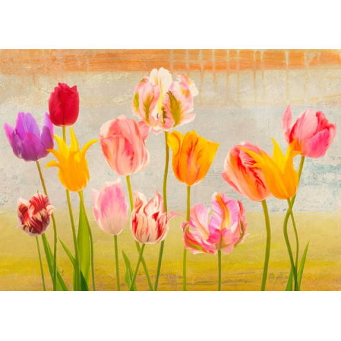 Tulipani d'estate