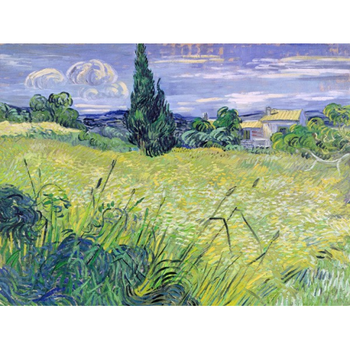 Landscape with Green Corn