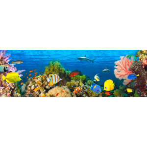 Life in the Coral Reef,...